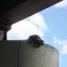 A cat is seen sitting on a concrete pylon under an overpass along I-94 on Tuesday. Photos courtesy of Humane Society of Huron Valley